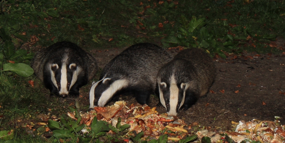 Watch the badgers feeding every night